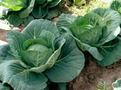Агротехника выращивания белокочанной капусты