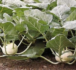 Агротехника и сорта капусты кольраби