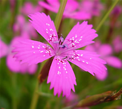 Многолетние цветы фото - гвоздика травяная