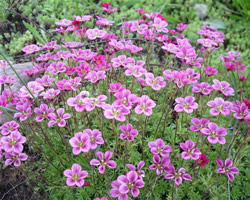 Многолетние цветы фото - камнеломка