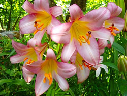 Многолетние цветы фото - лилия