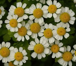 Многолетние цветы фото - пиретрум