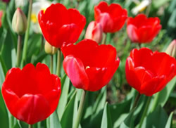 Многолетние цветы фото - тюльпан