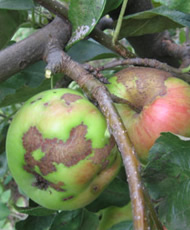 Основные болезни садовых деревьев. Парша яблони.