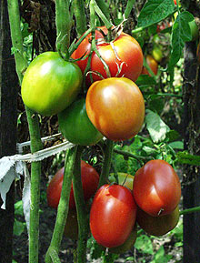 Выращивание помидоров в своём огороде