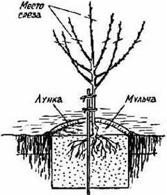 Посаженное дерево (схема)