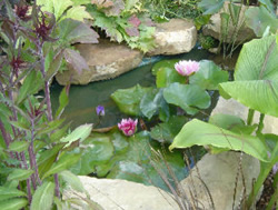 Декоративный пруд на садовом участке