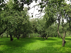 Яблоневый сад и ландшафтный дизайн