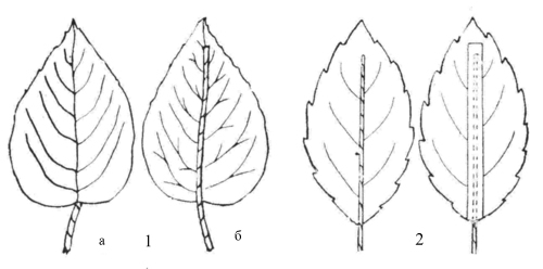 Обработка листьев искусственных цветов: 1 - прожиливание листа, 2 - приклеивание проволоки к листу